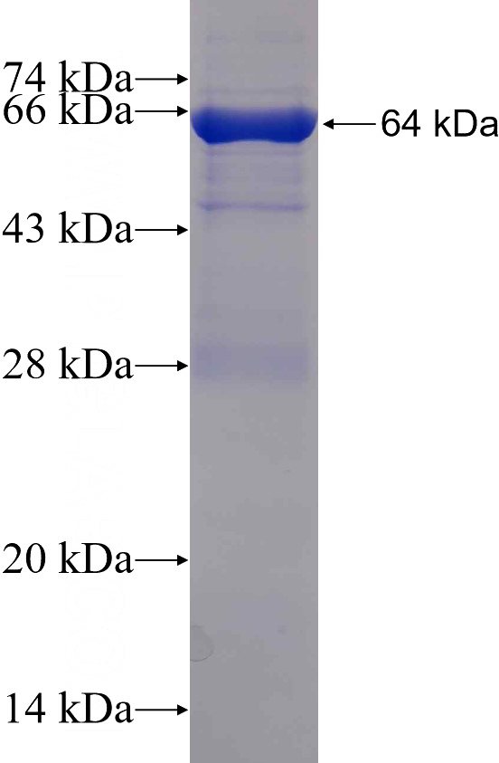 Recombinant Human DDB1 SDS-PAGE