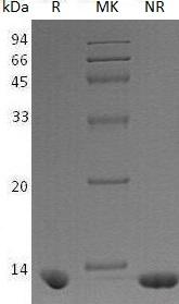 Human TXN2/TRX2 (His tag) recombinant protein