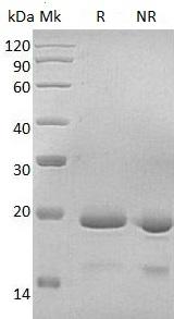 Human IL11 recombinant protein