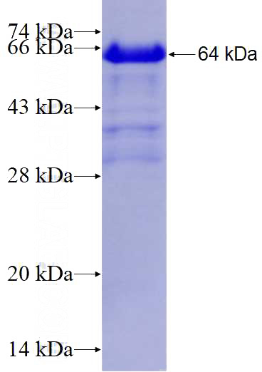 Recombinant Human PTK7 SDS-PAGE
