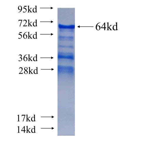 Recombinant human MLL5 SDS-PAGE