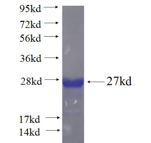 Recombinant human INSL6 SDS-PAGE