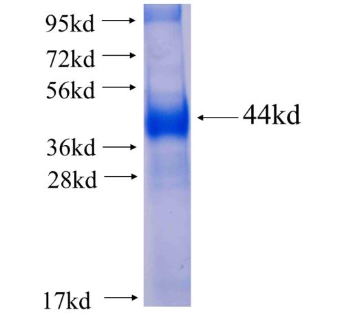 Recombinant human USP21 SDS-PAGE