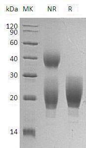 Mouse Il1r1/Il-1r1/Il1ra (Fc tag) recombinant protein