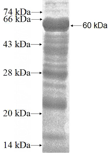 Recombinant Human SHC4 SDS-PAGE