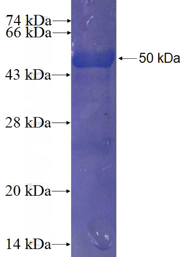 Recombinant Human RGL1 SDS-PAGE