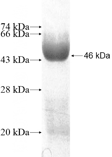 Recombinant Human BAT5 SDS-PAGE