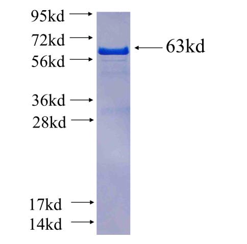 Recombinant Arabidopsis thaliana AER SDS-PAGE