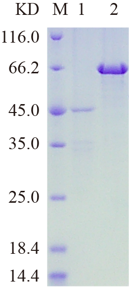 Recombinant PSG4 protein (His tag) SDS-PAGE