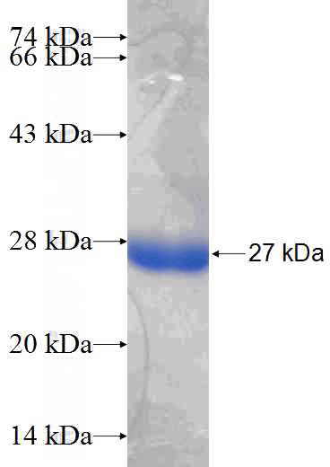 Recombinant Human RANBP3 SDS-PAGE