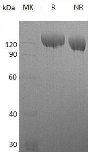 Human CNTN2/AXT/TAG1/TAX1 (His tag) recombinant protein