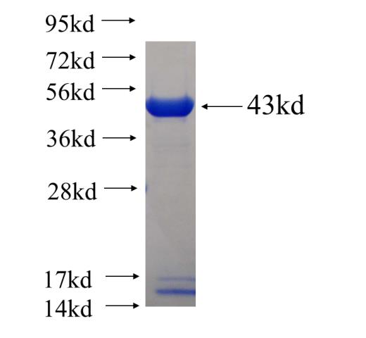 Recombinant human BAG5 SDS-PAGE