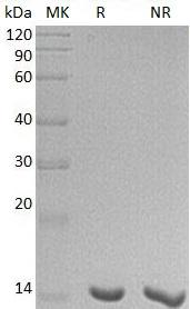 Human LGALS7/PIG1;/LGALS7B recombinant protein