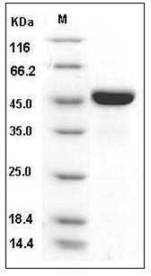 Mouse LRPAP1 / RAP Protein (His Tag) SDS-PAGE
