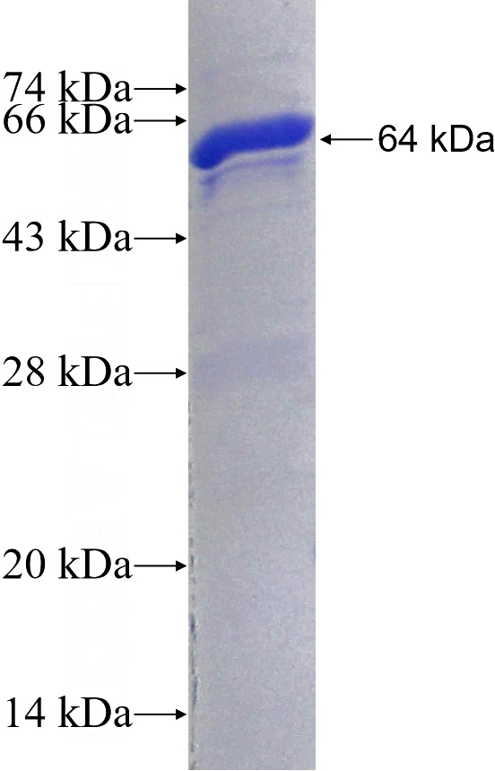 Recombinant Human PTPN14 SDS-PAGE