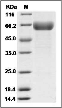 Rat B7-H3 / CD276 Protein (Fc Tag) SDS-PAGE