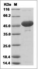 Rat ENO1 / Enolase 1 / alpha-enolase Protein (His Tag)