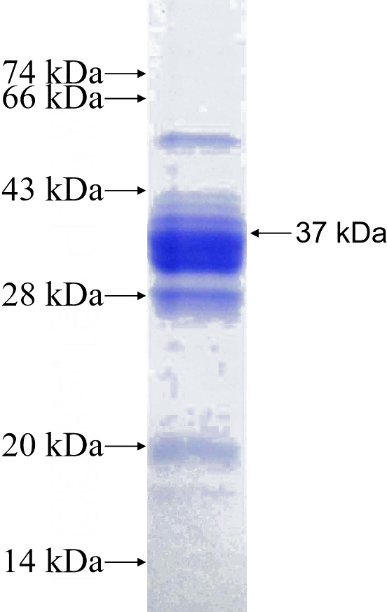 Recombinant Human SFRS5 SDS-PAGE