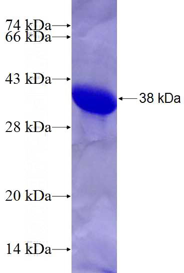 Recombinant Human BRUNOL5 SDS-PAGE