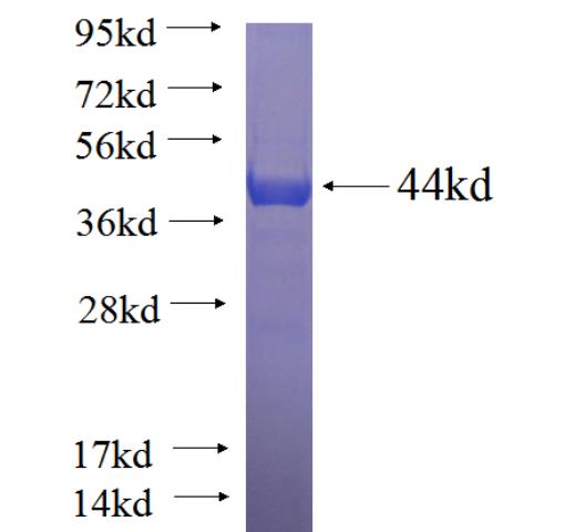 Recombinant human FAM120B SDS-PAGE