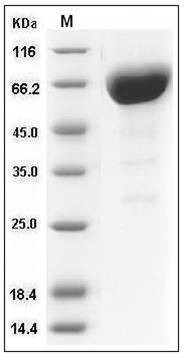Mouse CD147 / EMMPRIN / Basigin Protein (His & Fc Tag) SDS-PAGE
