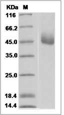 Human TM2D1 / BBP Protein (Fc Tag)