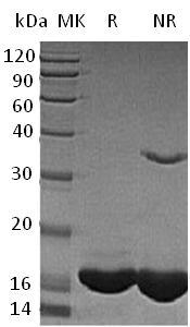 Human KITLG/MGF/SCF recombinant protein