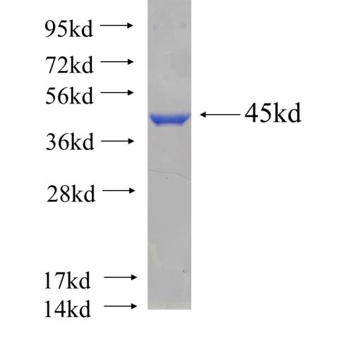 Recombinant human PTGES3(Full length) SDS-PAGE