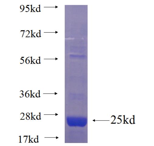 Recombinant human CLEC12B SDS-PAGE