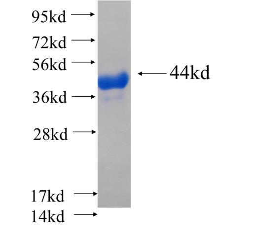 Recombinant human PCK1 SDS-PAGE