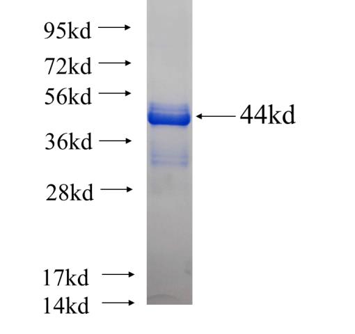 Recombinant human LGI2 SDS-PAGE