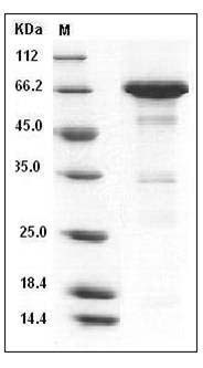 Mouse CCL8 / MCP-2 Protein (His & NusA Tag) SDS-PAGE