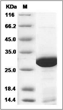 Human PA28A / PSME1 Protein (His Tag) SDS-PAGE