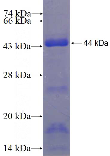 Recombinant Human KIF12 SDS-PAGE