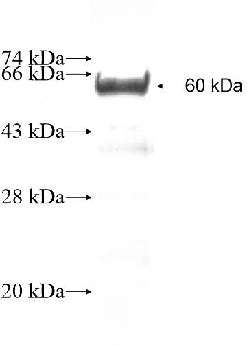 Recombinant Human PLG SDS-PAGE