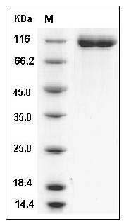 Human VEGFR1 / FLT-1 Protein (His Tag) SDS-PAGE