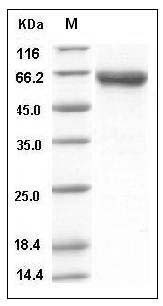 Mouse DKK3 (His Tag) recombinant protein