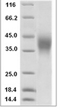 Human CD47 Protein 15493