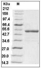 Human BMP-5 Protein (Fc Tag) SDS-PAGE