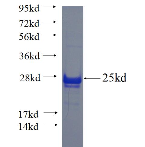 Recombinant human JPH1 SDS-PAGE