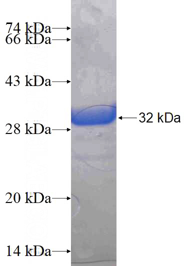 Recombinant Human Prohibitin SDS-PAGE