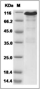 Human CANX / Calnexin Protein (Fc Tag) SDS-PAGE