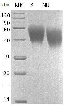 Mouse Slamf1/Slam (His tag) recombinant protein