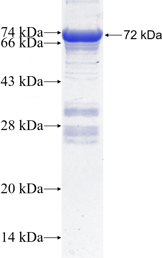 Recombinant Human MFN2 SDS-PAGE