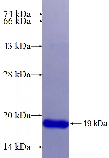 Recombinant Human AP50 SDS-PAGE
