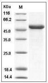 Human Interferon beta / IFN-beta / IFNB Protein (Fc Tag) SDS-PAGE