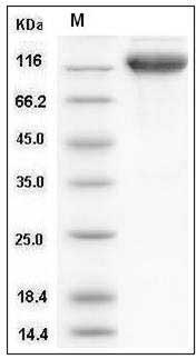 Mouse ICAM-1 / CD54 Protein (His & Fc Tag) SDS-PAGE