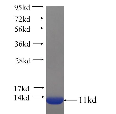 Recombinant human PDE7A SDS-PAGE