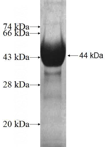 Recombinant Human PDZD3 SDS-PAGE