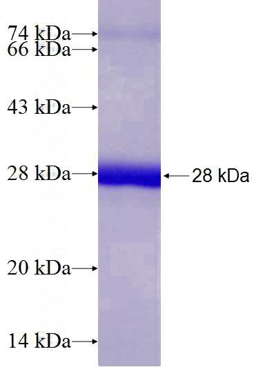 Recombinant Human Lamin A/C SDS-PAGE